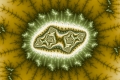 Mandelbrot fractal image green wealth