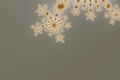 Mandelbrot fractal image Ornaments 44