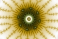 Mandelbrot fractal image papyrus